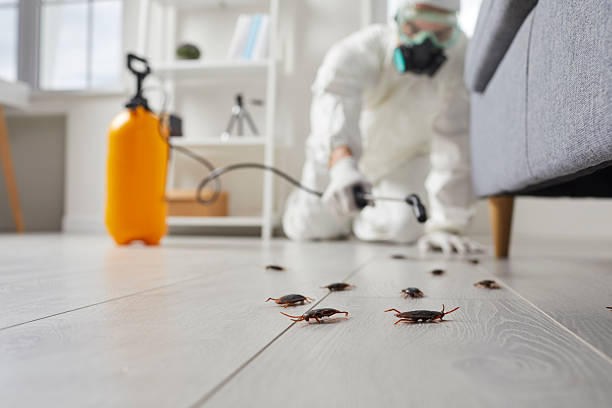 Post-Treatment Bed Bug Interceptor Monitoring in Alto